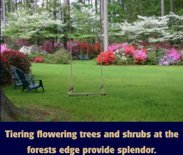 Tiering flowering trees and shrubs at the forests edge provide splendor.