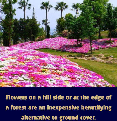 Flowers on a hill side or at the edge of a forest are an inexpensive beautifying alternative to ground cover.