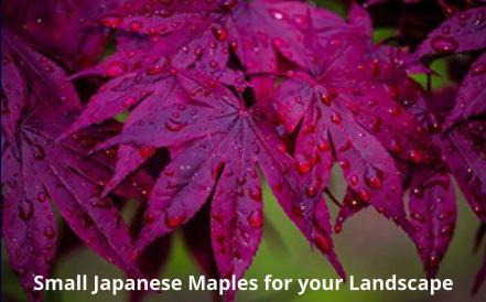Small Japanese Maples for your Landscape