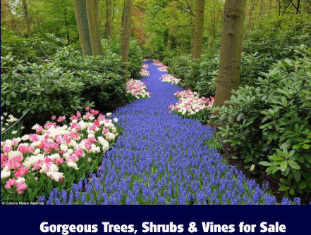 Gorgeous Trees, Shrubs & Vines for Sale